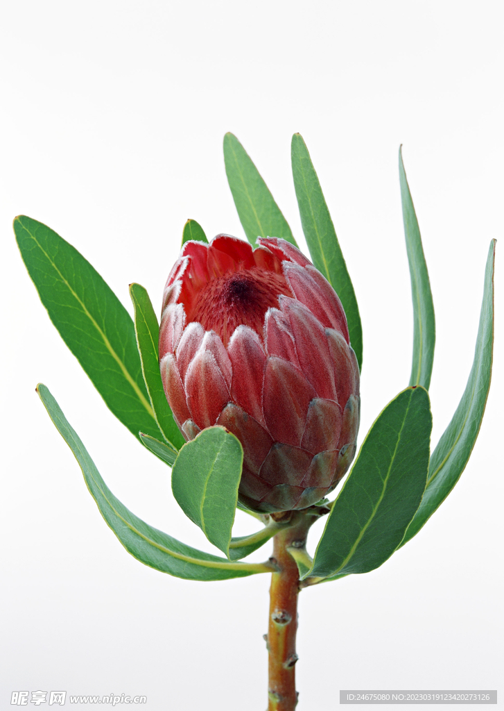 帝王花