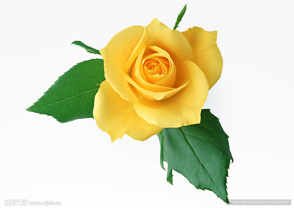 月季花