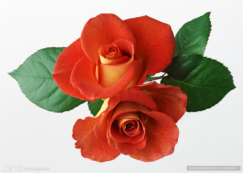 月季花
