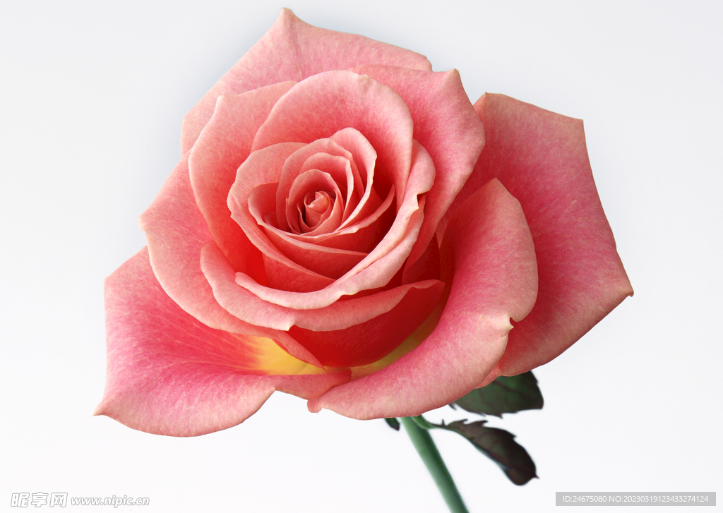 月季花