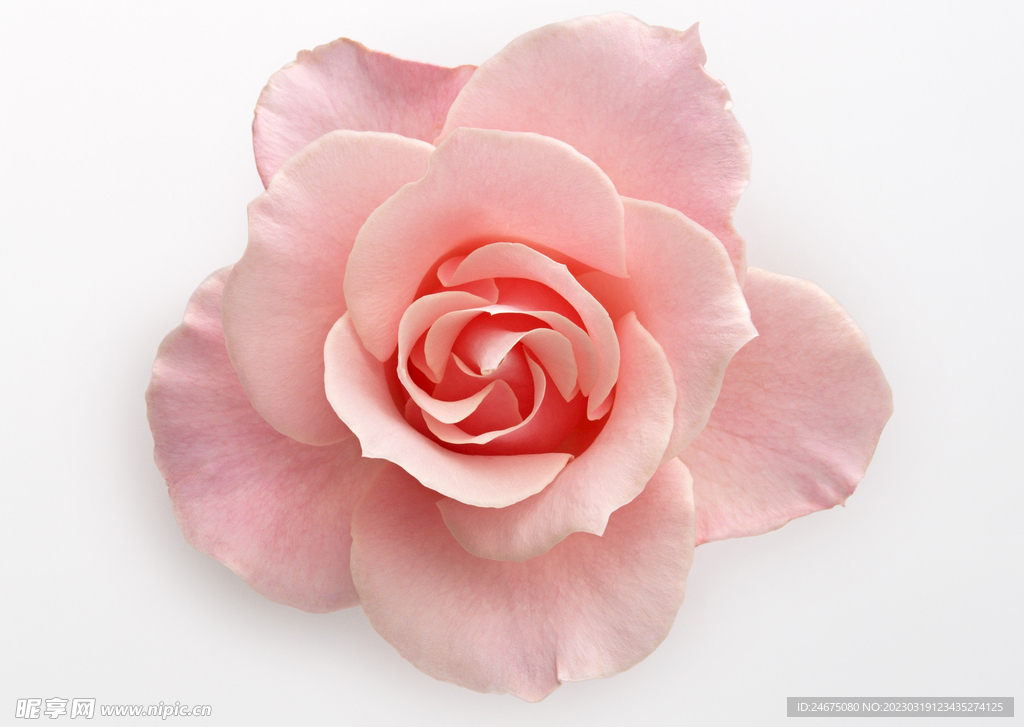 月季花