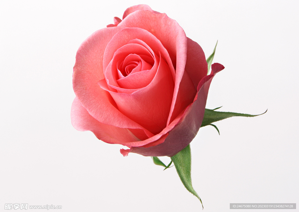 月季花