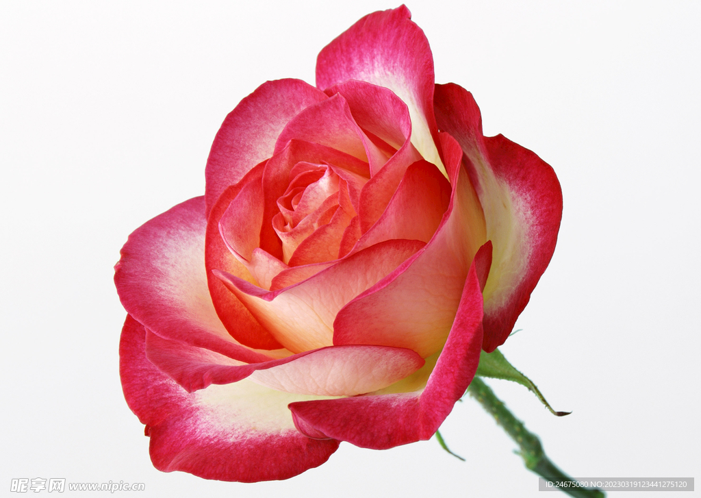 月季花