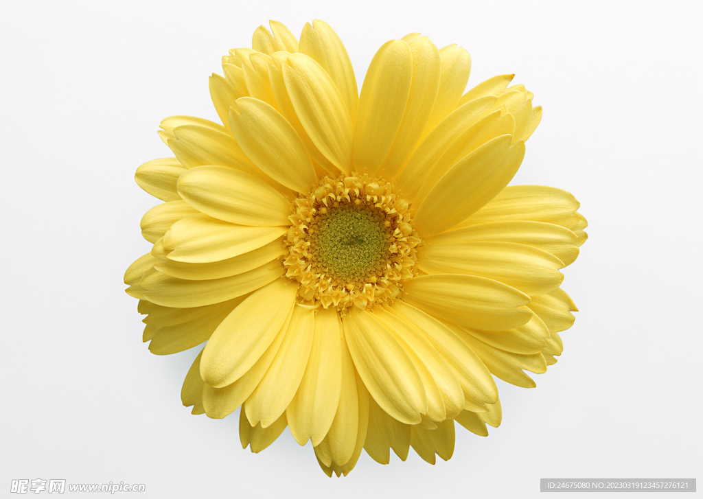 杭菊