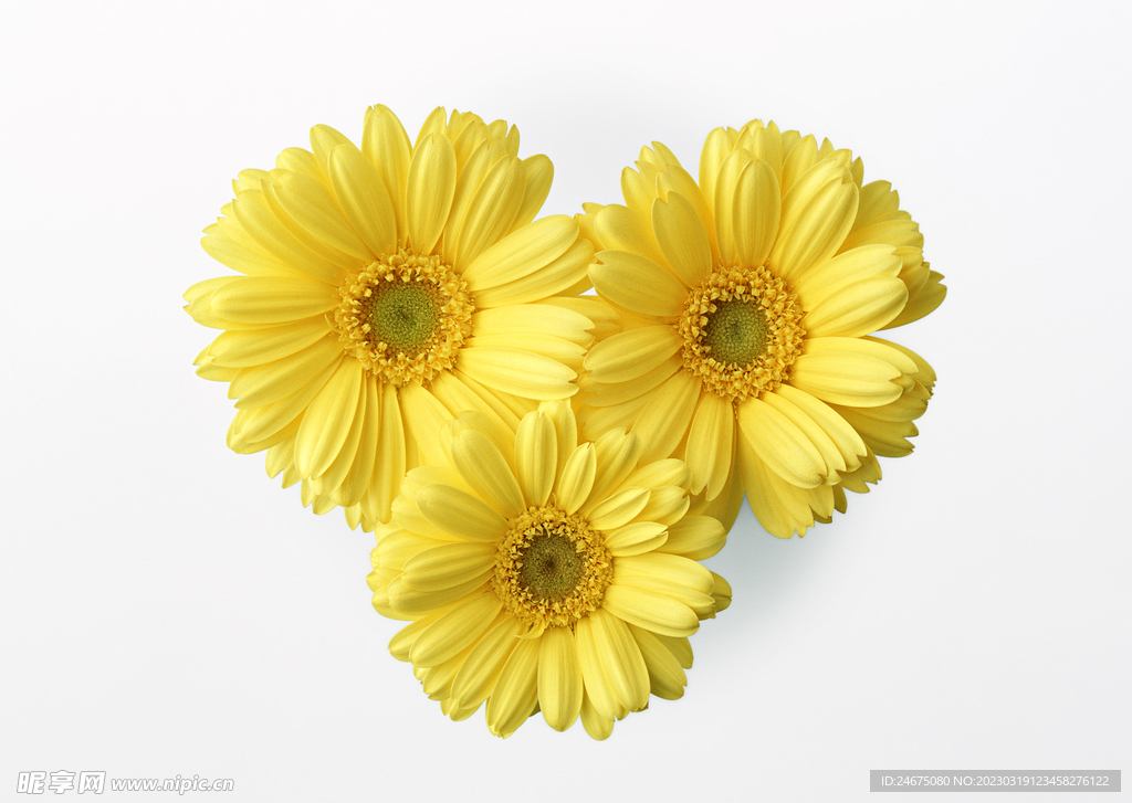 杭菊