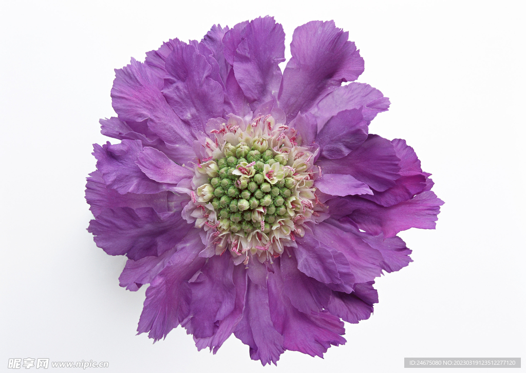蓝盆花