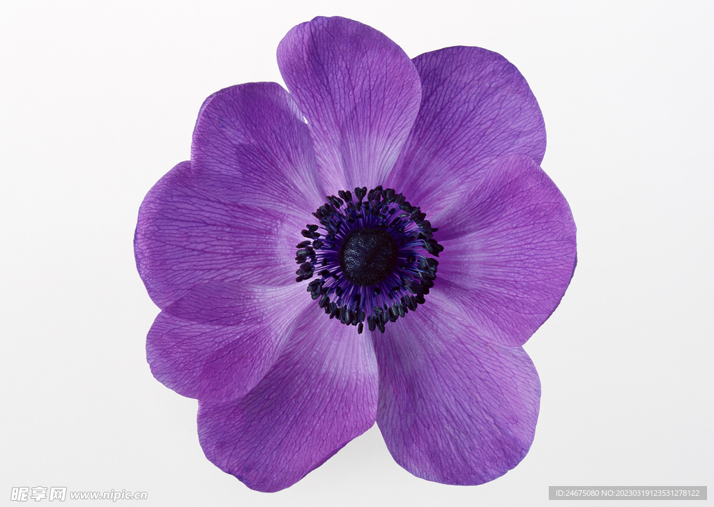 银莲花