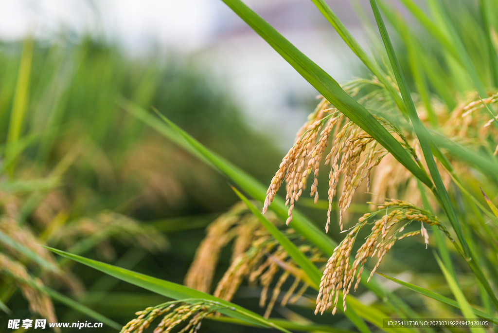 水稻特写