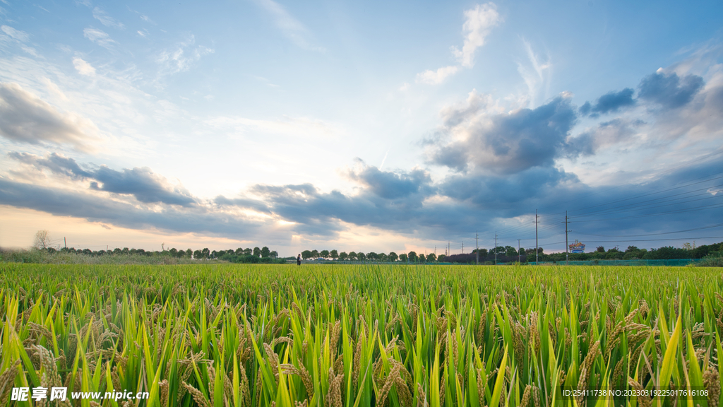 水稻 蓝天 云