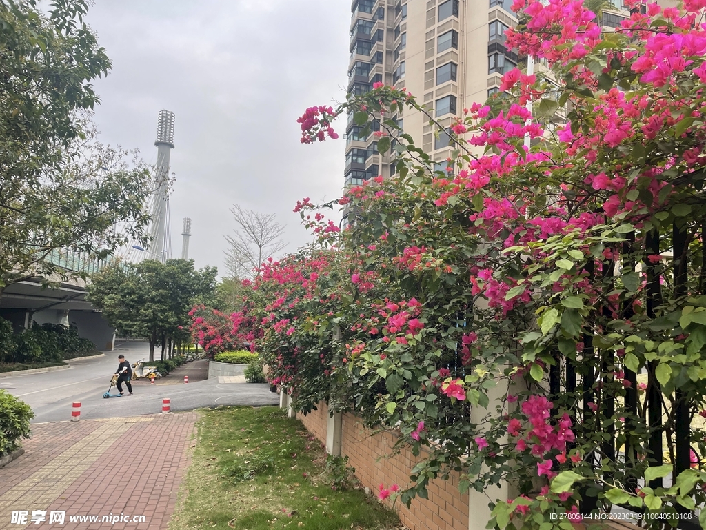 叶子花美景