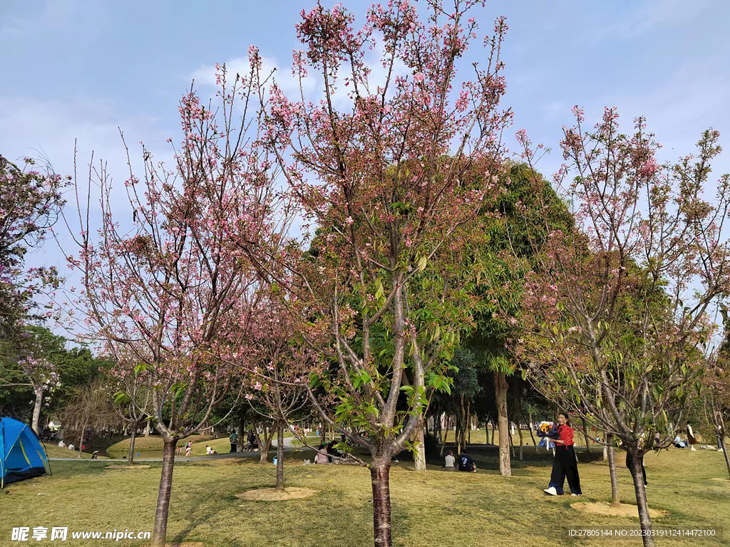 桃花树