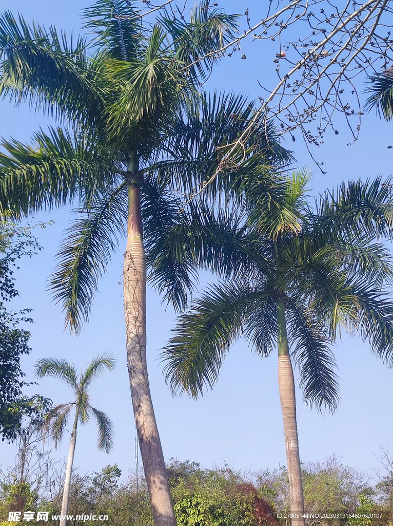 椰子树
