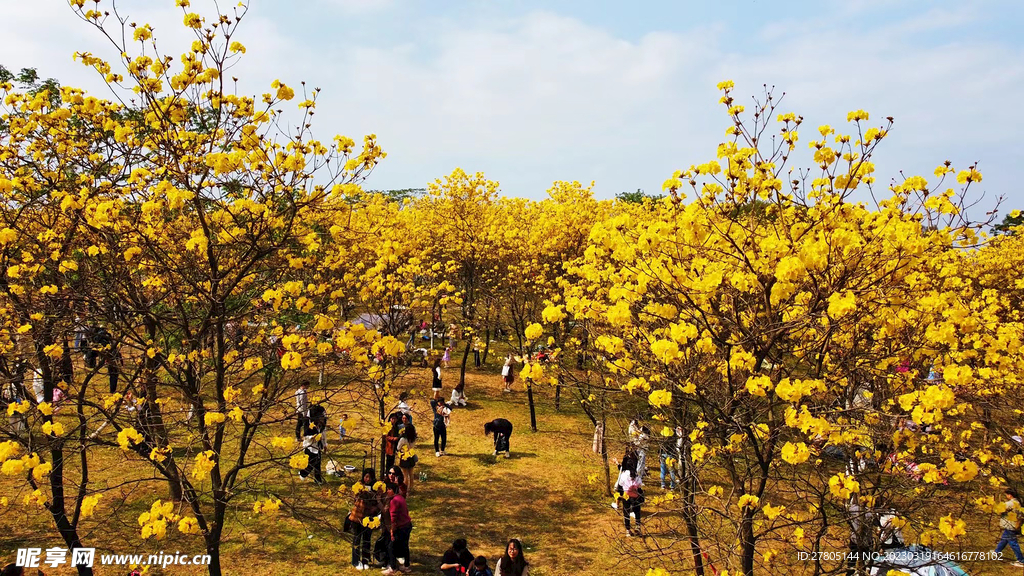风铃花花海