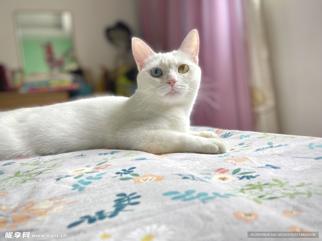 异瞳白猫
