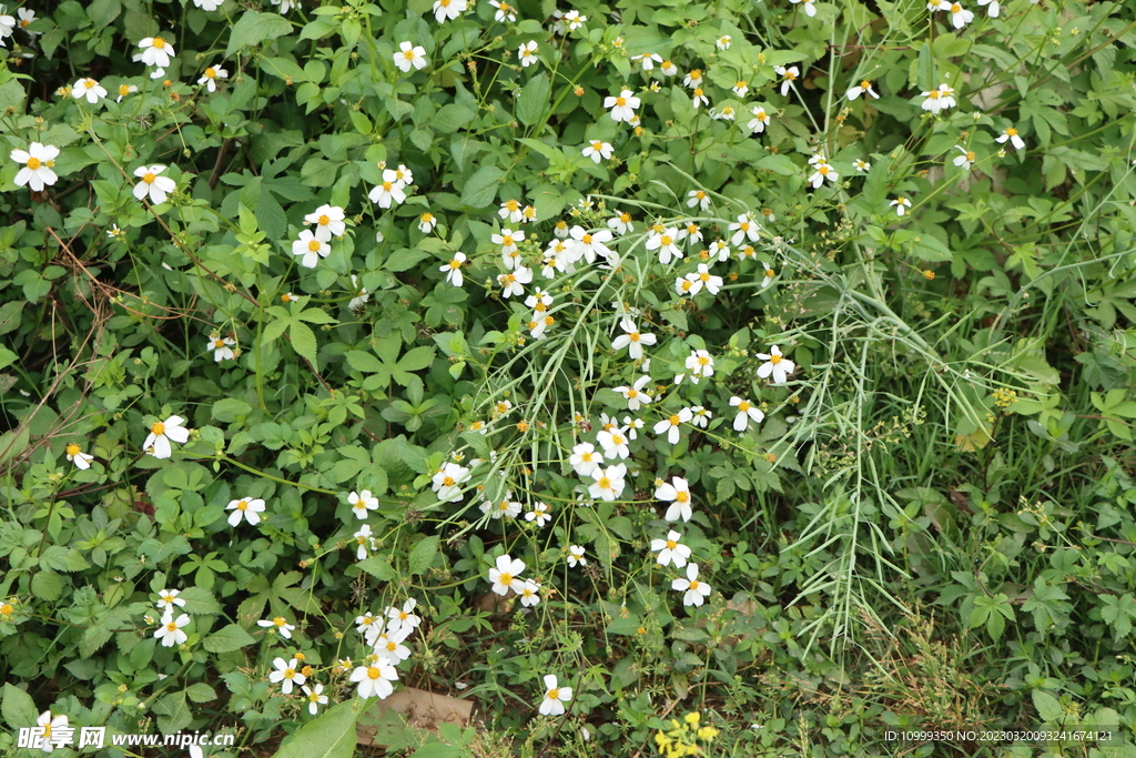 野菊花