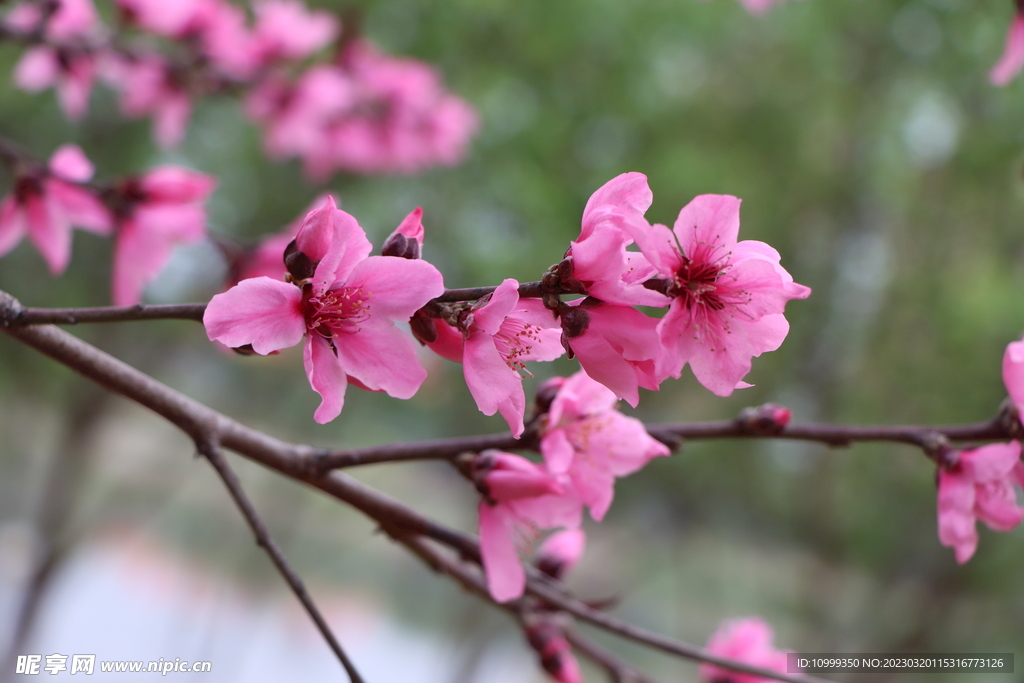 桃花