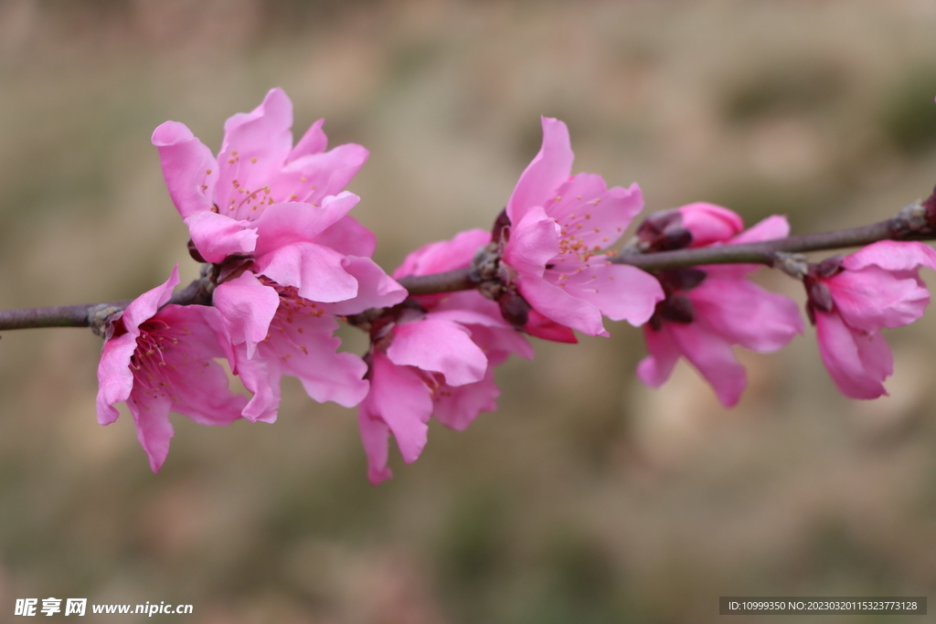 桃花
