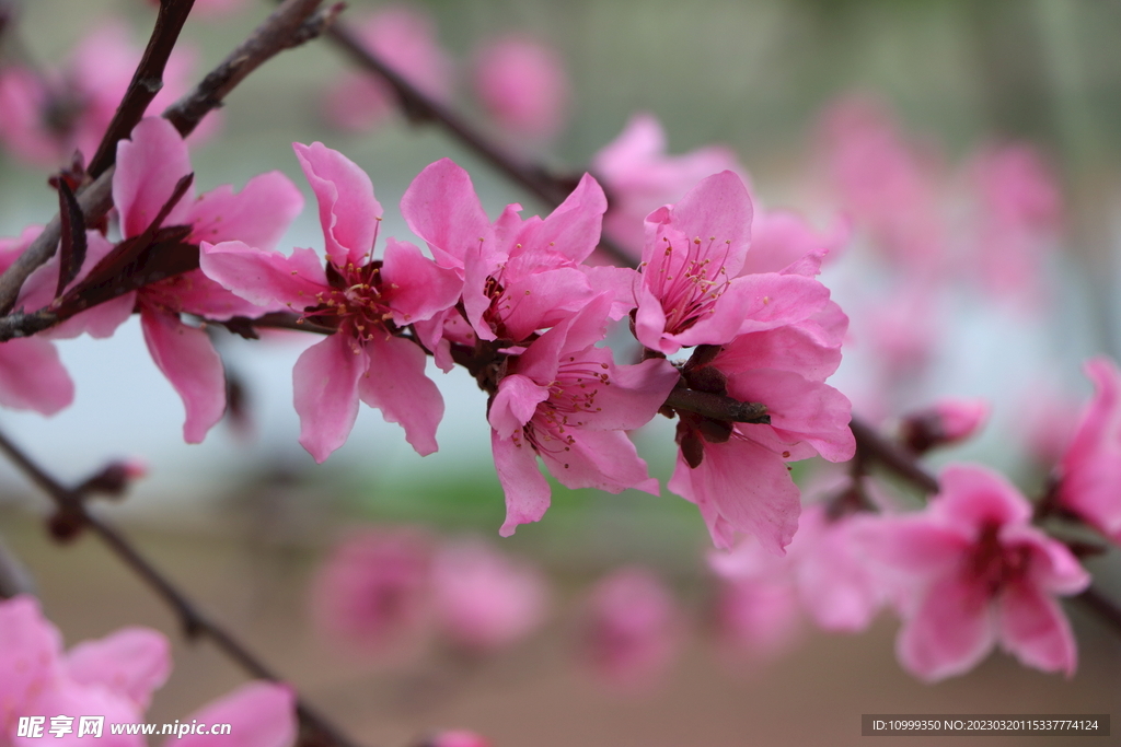 桃花
