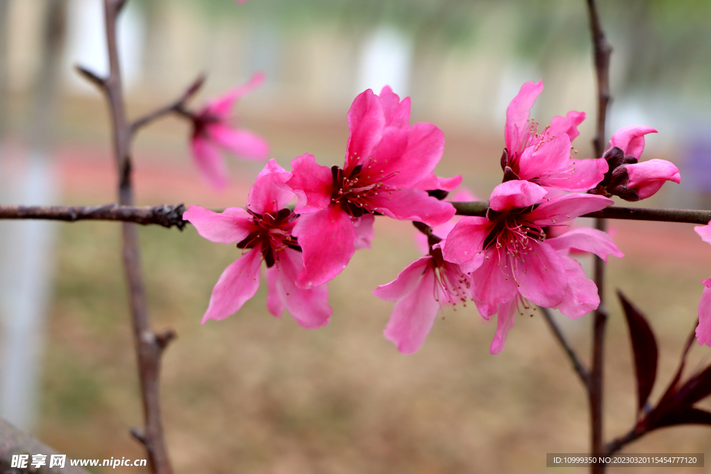 桃花