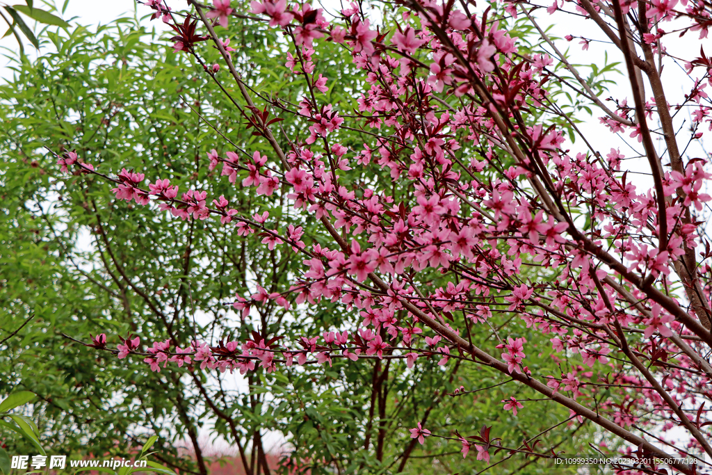 桃花