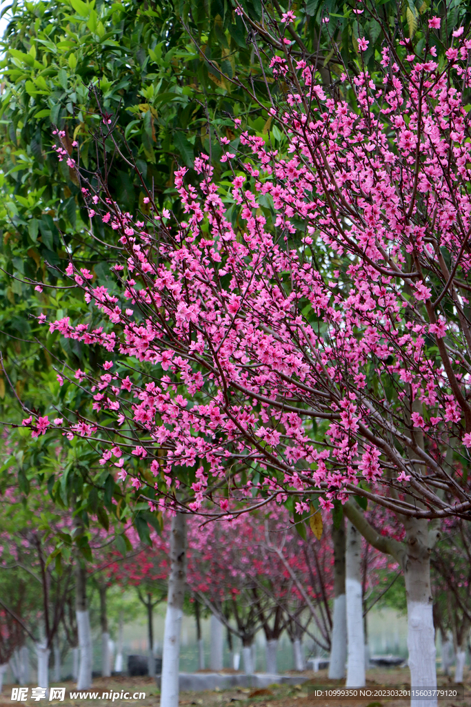 桃花