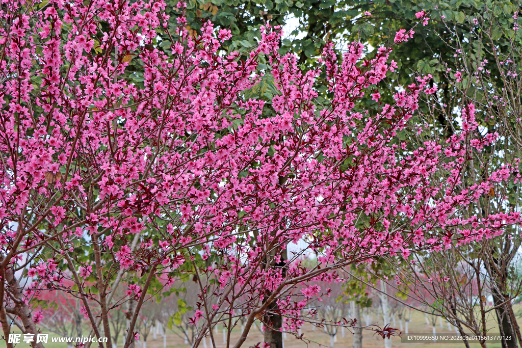桃花