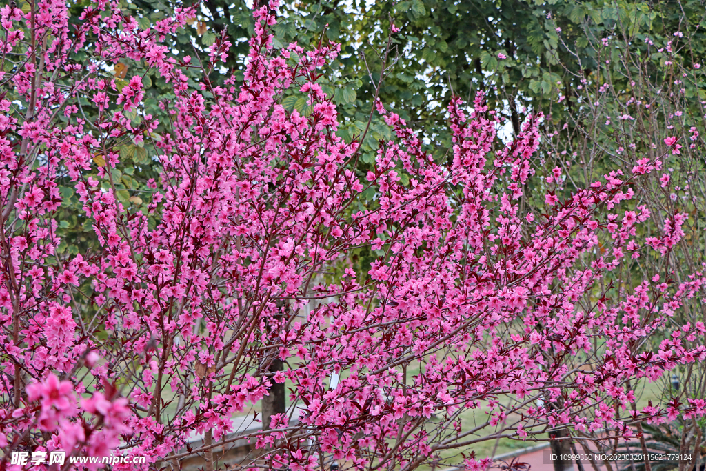 桃花盛开