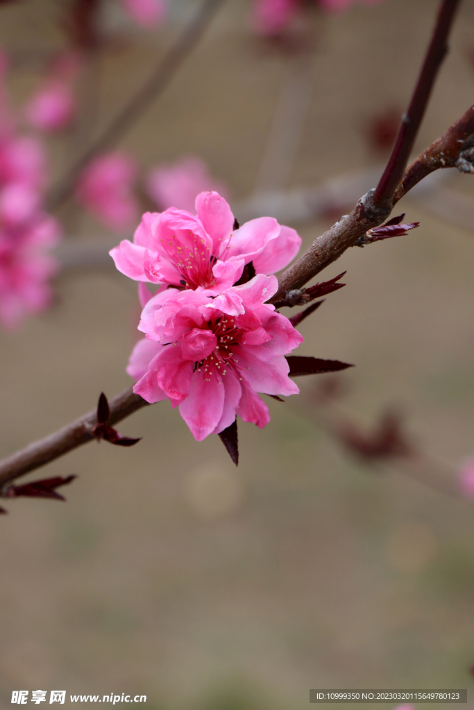 桃花
