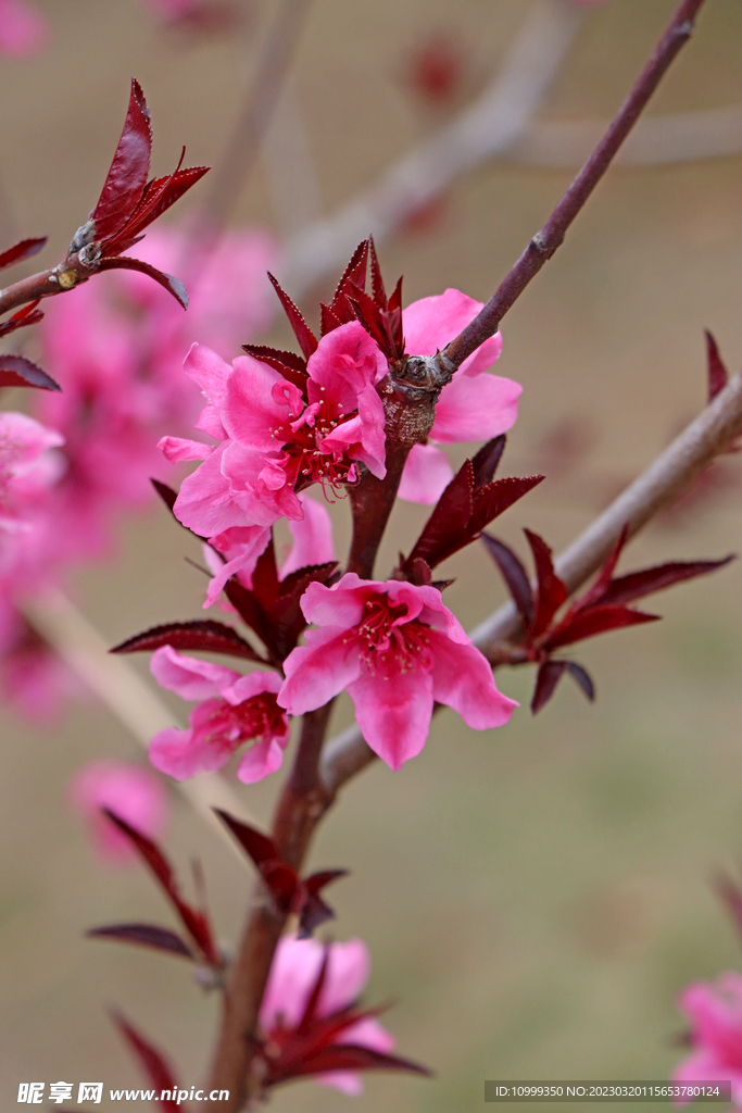 桃花