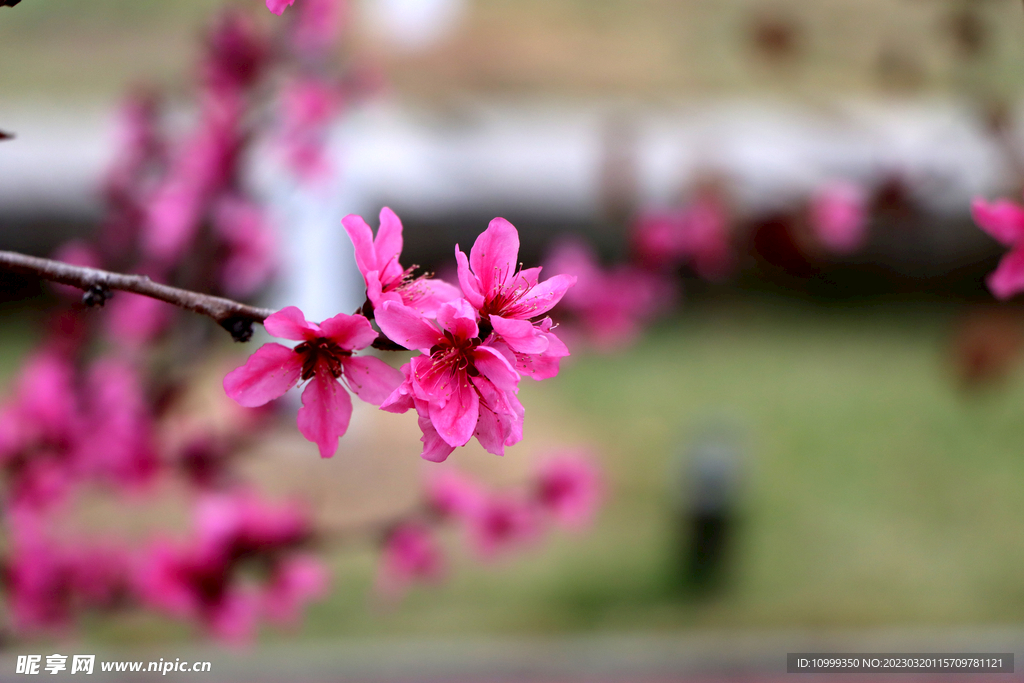 桃花