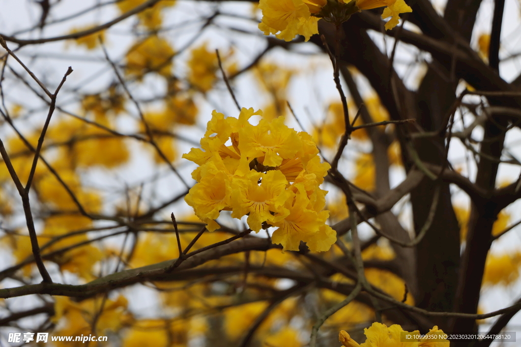 风铃花