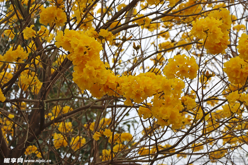 风铃花