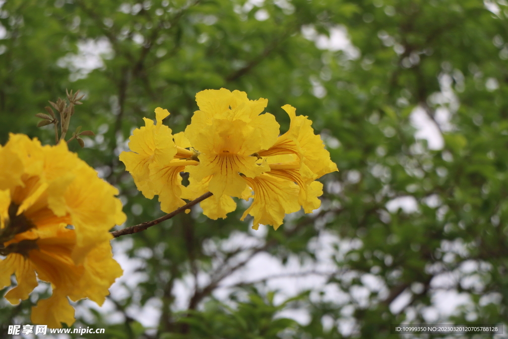 风铃花