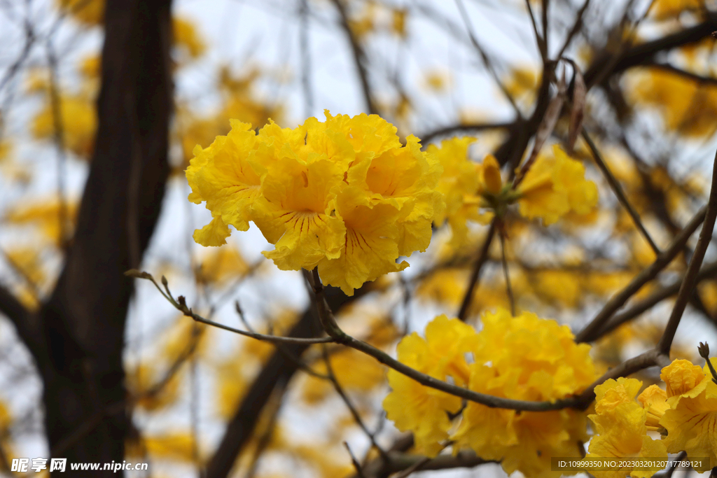 风铃花