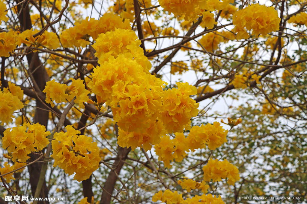 风铃花