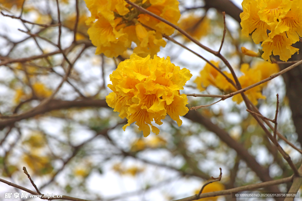 风铃花