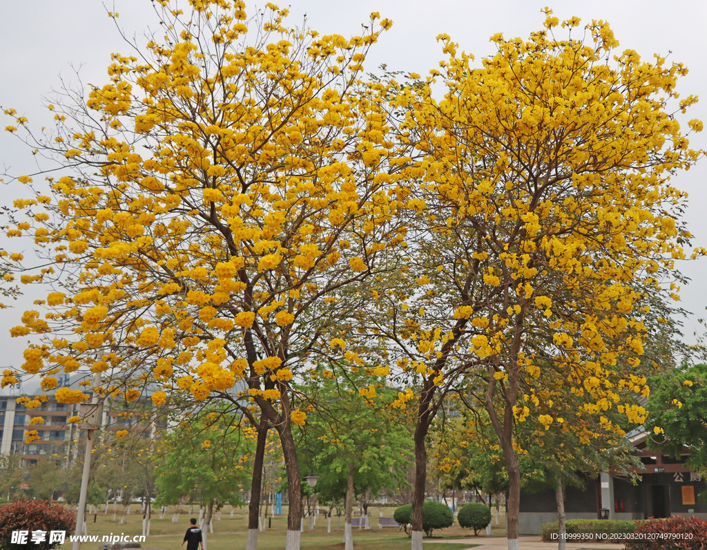 风铃花