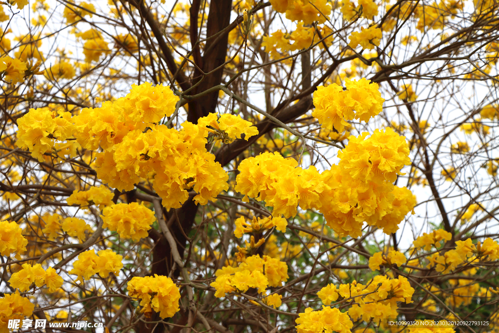 风铃花