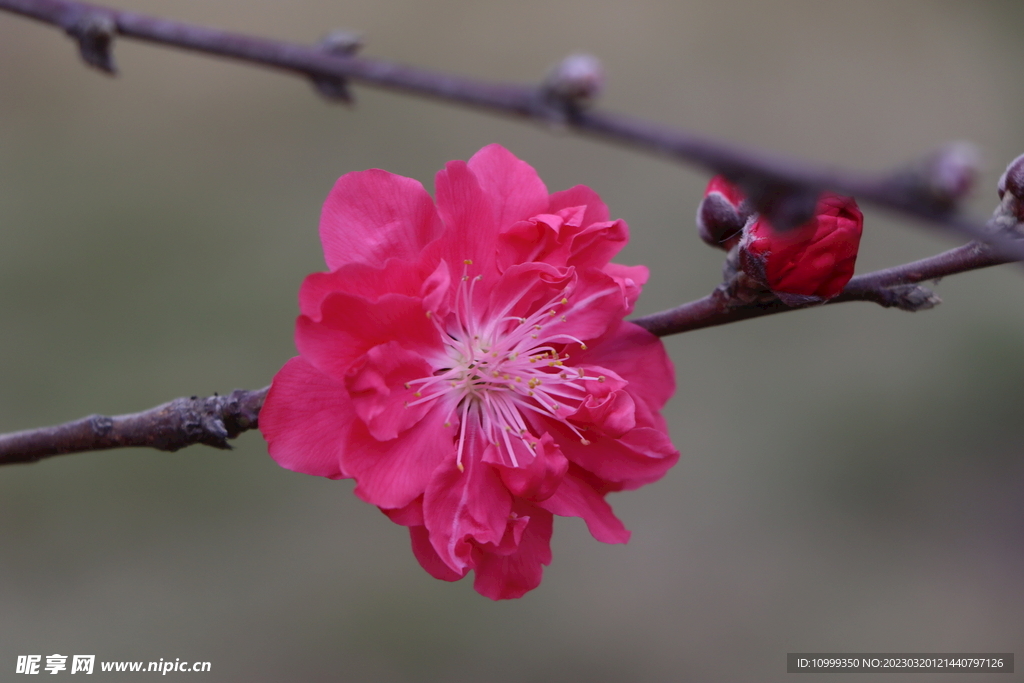 桃花