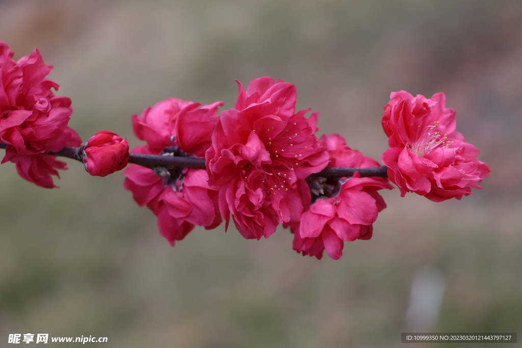桃花