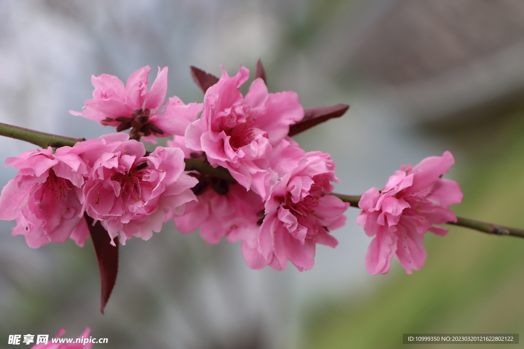 桃花