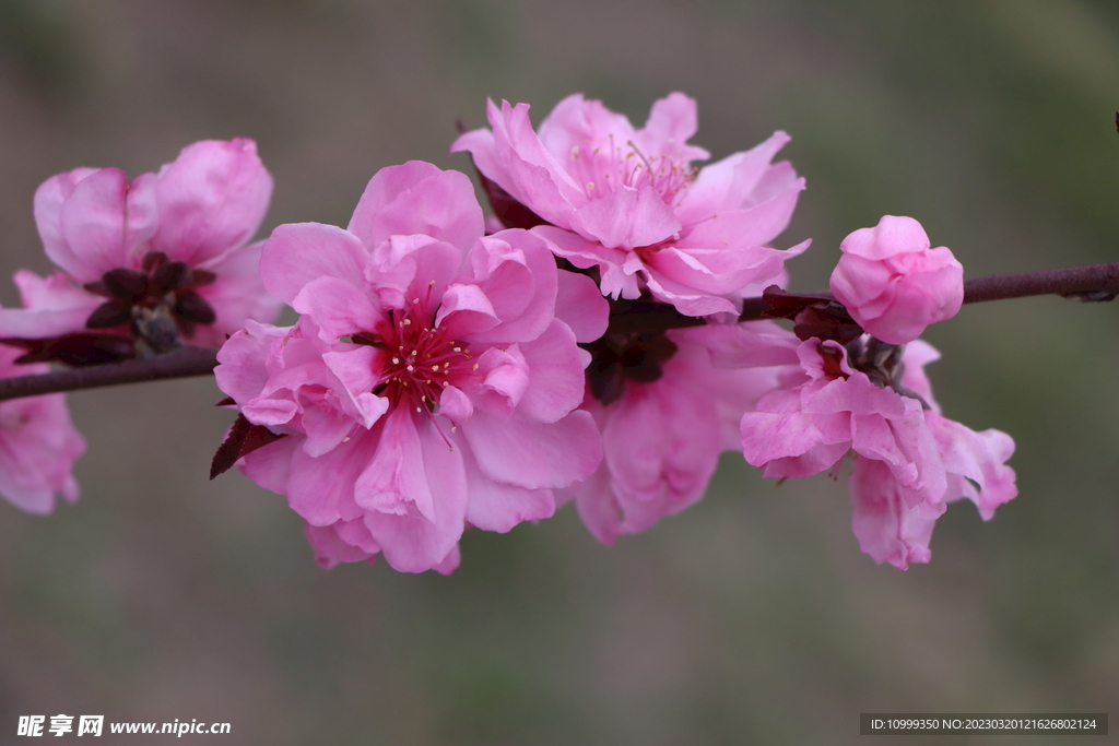桃花