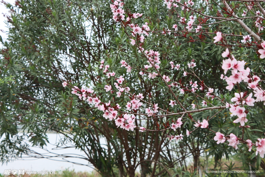 桃花