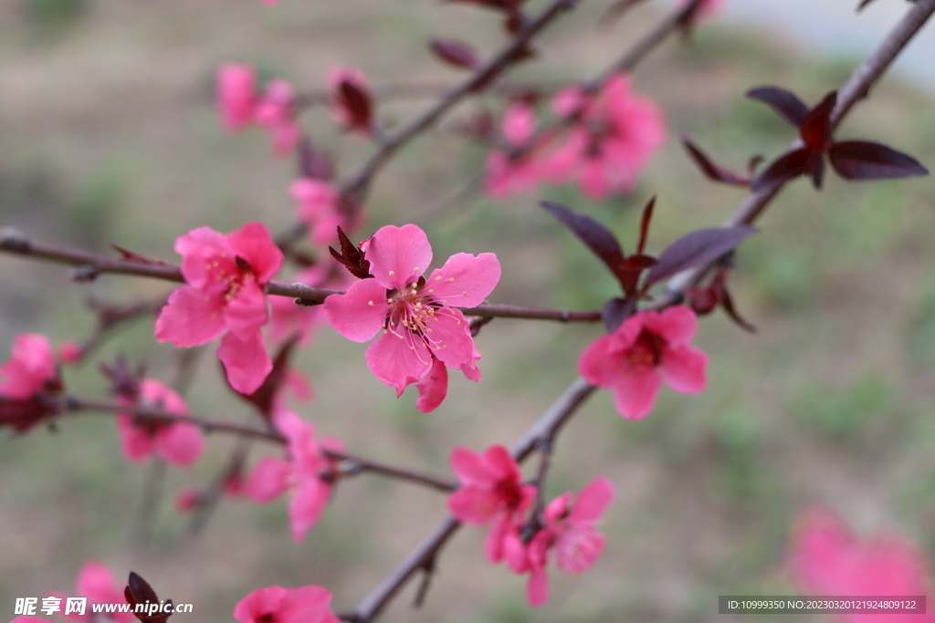 桃花