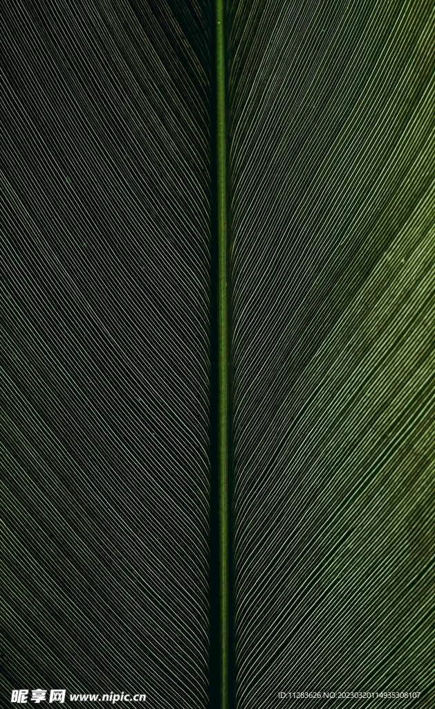自然植物纹理