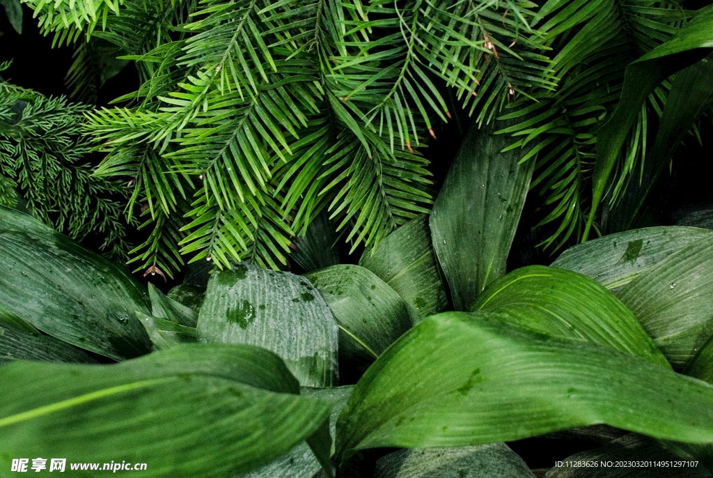自然植物纹理