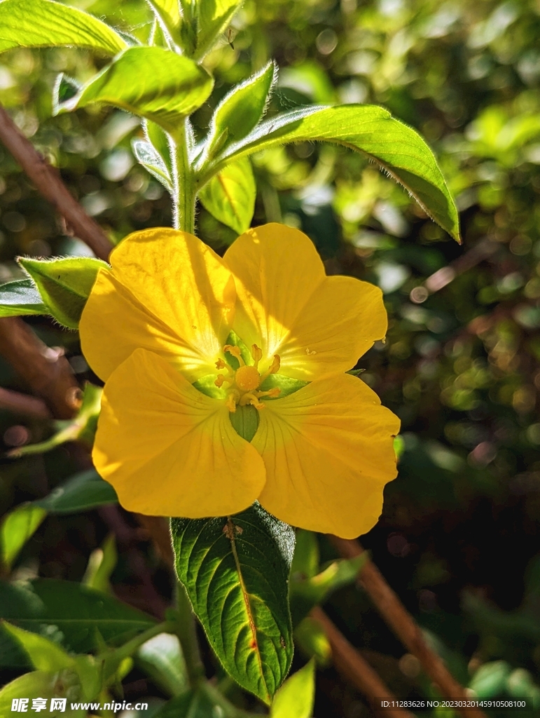 黄色小花