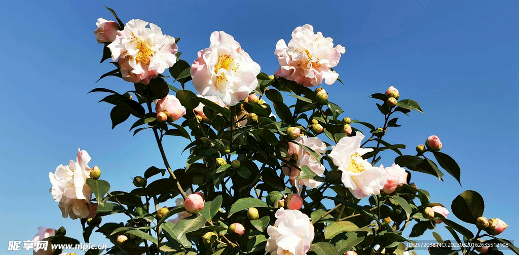 山茶花开