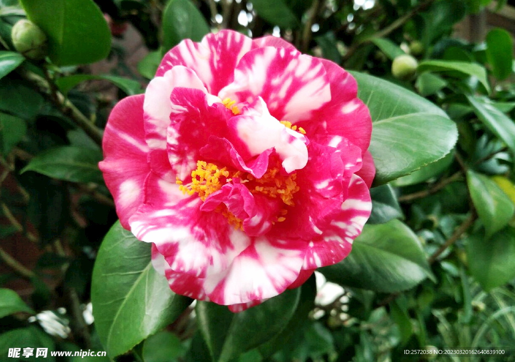 山茶花开