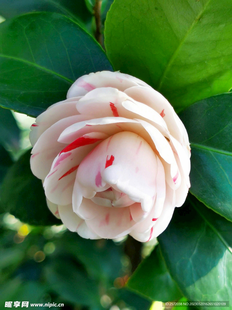 山茶花开